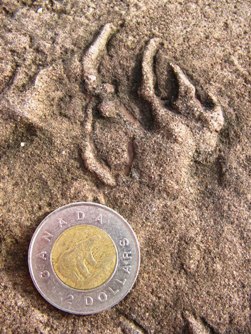 A close-up of one of the footprints showing five slender toes (coin is 28 mm diameter)